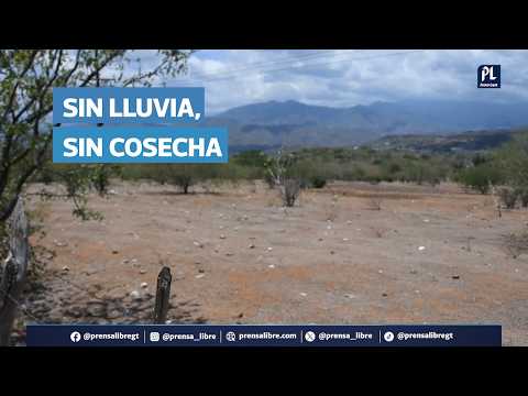 Sequía destruye cosechas en El Progreso y deja pérdidas de miles de quetzales; esto dicen familias