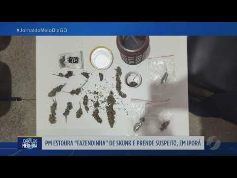 PM desmonta plantação de skunk e prende suspeito em Iporá