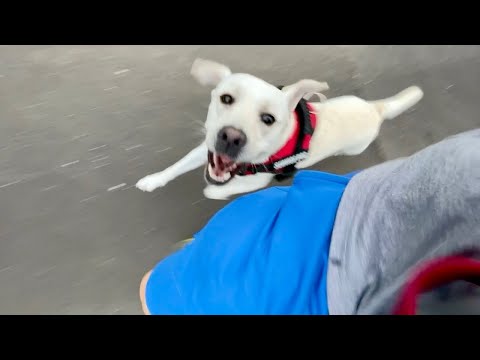 庭で動物保護を強化するための 5 つのヒント 自然と動物