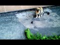 что может мышь загнанная в угол кошкой. 