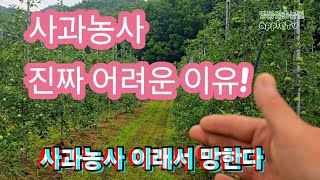 사과 농사가 진짜 어려운 이유 와 사과농사 포기하는 경우는 이럴때다