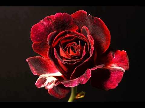 Blooming Rose Timelapse
