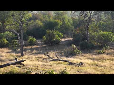 Djuma: Hyenas taking turns showing up for quick dips - 06/10/18