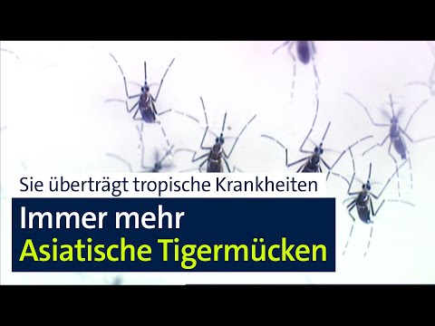 Invasion: Tigermücke auf dem Sprung nach München? | Abendschau | BR24
