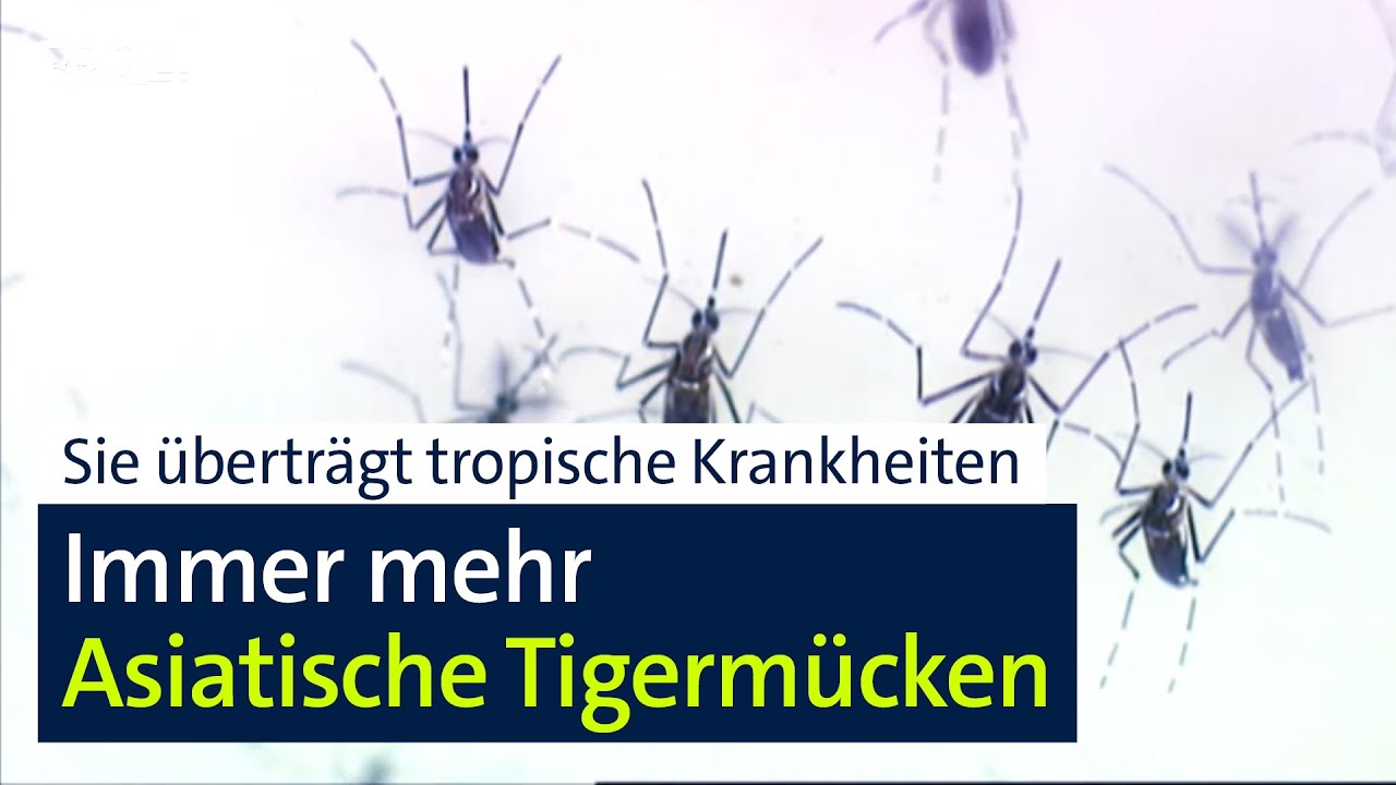 Invasion: Tigermücke auf dem Sprung nach München? | Abendschau | BR24