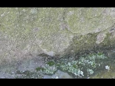 RAAD VIDEO Dalfsen [18] - In hoeveel seconden weet je het?