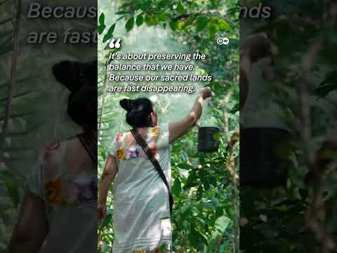 Preserving Maya Knowledge In The Forests Of Belize | Dw Documentary