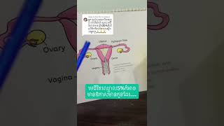 មេជីវិតឈ្មោល ខ្សោយ អាចមានកូនអត់?