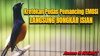 Download lagu KRETEKAN PEDAS DAN TEMBAKAN MURAI BATU MEMANCING EMOSI LAWAN mp3 Download lagu KRETEKAN PEDAS DAN TEMBAKAN MURAI BATU MEMANCING EMOSI LAWAN mp3