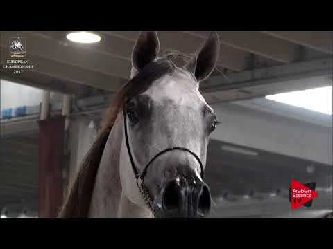 N.117 ASAYEL KAYZRAN - Verona 2017 - Yearling Fillies (Class 1B)