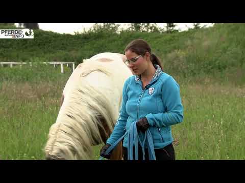 Mustang Makeover 2018 - Sonja Kutter