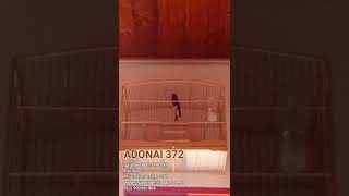 Galador ADONAI 372