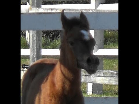2022 filly by Rasheem Albidayer