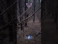 SCARY CREATURE Caught On Camera Shorts