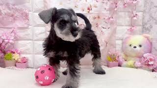 ミニチュアシュナウザーの動画01