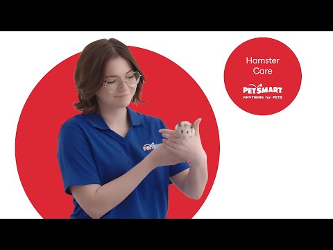 Essential Hamster Care Tips To Keep Your Fury Friend Healthy