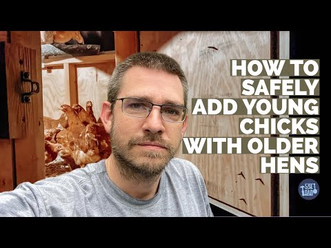 , title : 'How To Add Your New Chicks To Your Flock'