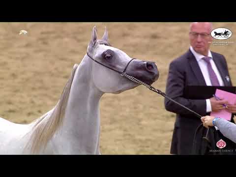 N 63 SHEHAB AL FARRES   2nd Qatar Arabian Breeders Cup   Yearling Colts Class 4B