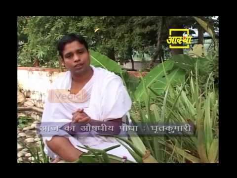 Ayurvedic use Indian Aloe (Ghrutkumari) Part  01