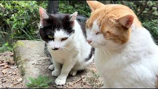 人懐っこくてかわいい茶白猫ちゃんたちの微笑ましい猫同士の友情