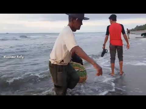 Pukat Cincin, Begini caranya tarik pukat pantai dapat ikan banyak