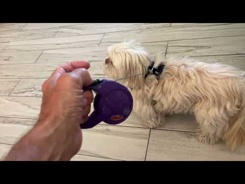 How to use the flexi leash for small dogs