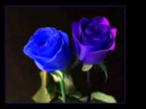 Ljuca Muratovic Alaj be nase hajanje