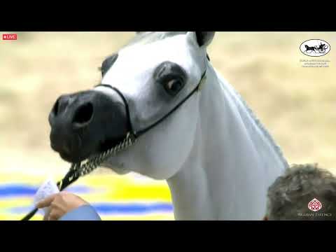 N 34 REMAS AL REMAS   Dubai International Arabian Horse Championship 2022   Fillies 2 years old Clas