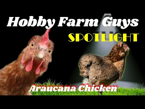 , title : 'HFG Farm Animal Spotlight: Araucana Chicken'