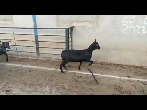 ماعز اسباني  للتصدير #cabras #murciano #sudan #cuba # الاردن# #الامارات Jordan#onssa#onss# الكويت