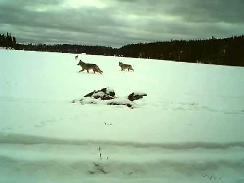 Wolf Hunt Ontario