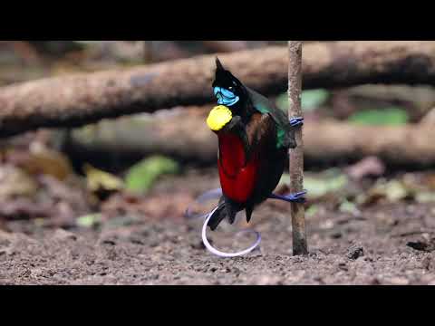 Wilson's Bird-of-Paradise