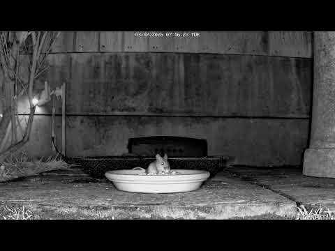 Early Shift at the Bird Café: Woodmouse Raids, Robin Supervises