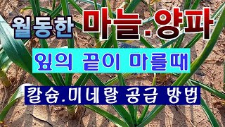 [텃밭농부. 1,344] 월동한 마늘 양파에 칼슘과 미네랄을 공급하는 방법. #마늘재배 #양파재배