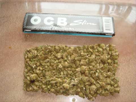 TRAZE - GREEN ( EXCLUSIVE 2010 )