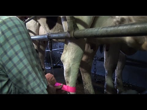 , title : 'Sécurit'Lait - Identifier la vache laitière avant le traitement antibiotique'