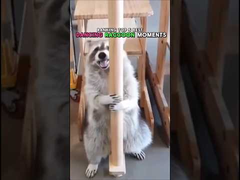 Ranking Top 5 Funniest Dancing Raccoon Moments 🦝😂 (You Won't Believe #1!)
