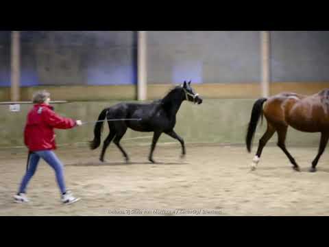 Brentana, 2j Stute  von Morricone