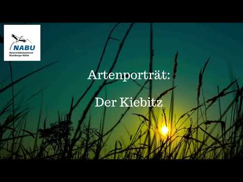 Artenporträt: Der Kiebitz - Vogel des Jahres 2024. NABU Online Vortrag