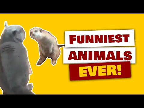 Funniest Animals Caught On Camera - Funny Animal Videos Under 5 Minutes