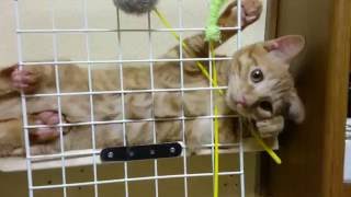 猫ちゃん ユウスケ脱出劇w