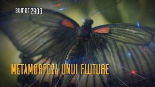 TeleEncyclopedia - Summary 2026.06.06