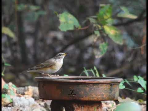 Mega rarity of Mumbai region - eyebrowed thrush (Turdus obscurus)