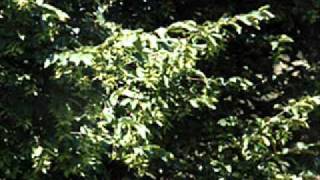 Moby - Now I Let It Go (Sonar Spray Remix)