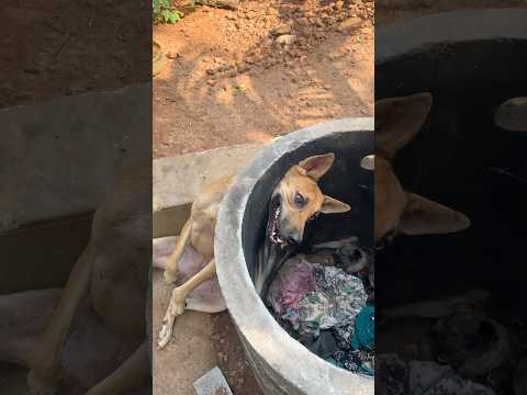 പുതുജീവൻ ❤️ tirur fire force | dogs | #newlife #rakvlogs #shorts #dog #doglover #fireforce #life