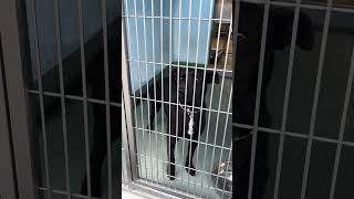 Video preview image #1 Labrador Retriever-Unknown Mix Puppy For Sale in Pasadena, CA, USA