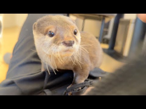 飼い主の服の中に住むカワウソが気になる子猫 A kitten curious about the otter living inside its owner's clothes