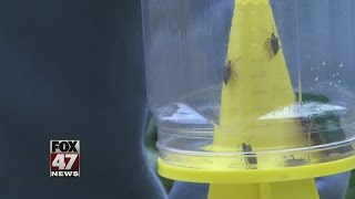 Study: homemade traps get rid of more stink bugs
