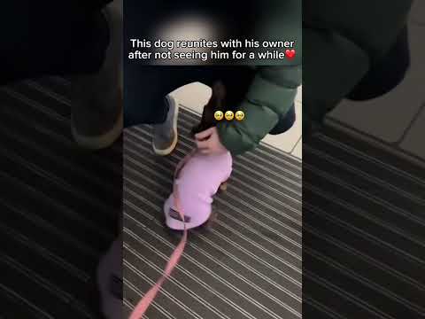 ANIMALS ARE GETTING REUNITED WITH THEIR OWNER AFTER YEARS! Ep.6 #animalmoments #animalreunions