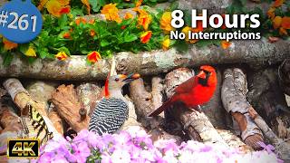 Relaxing TV for Cats π» Uninterrupted 8 Hours Birds π¦ Squirrels πΏ Pansy & Phlox No ADs Cat TV